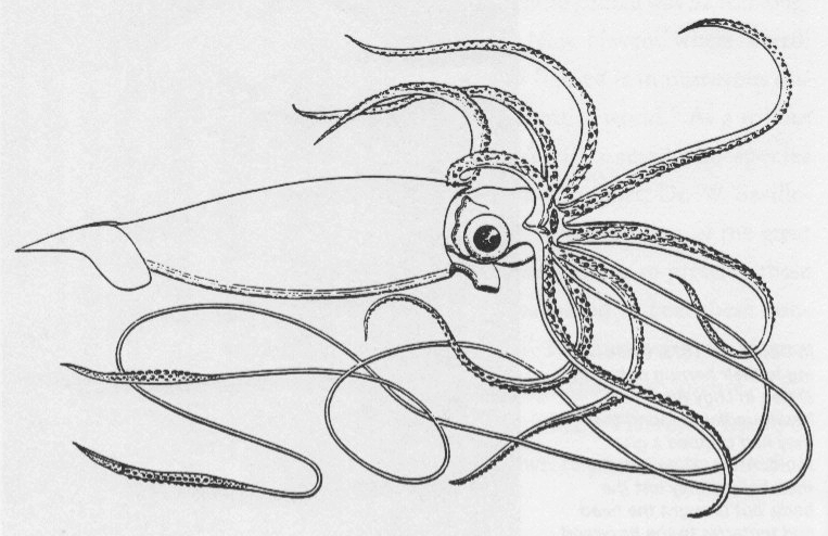 Blæksprutter og dansekunst