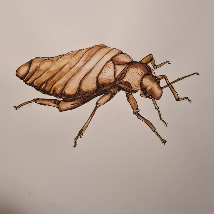 Smutsen, Anticimex, lövblåsaren och hans fru